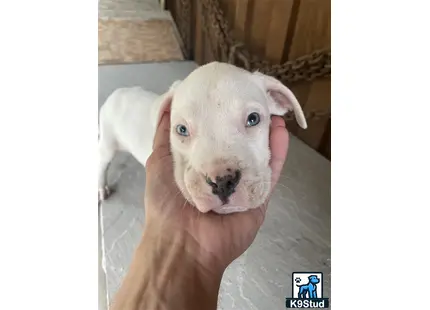 a american bully dog with a human hand